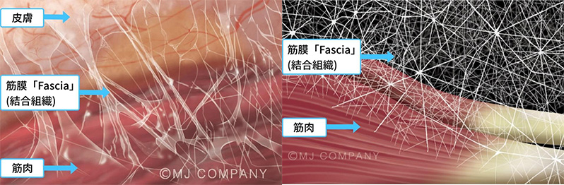 筋膜